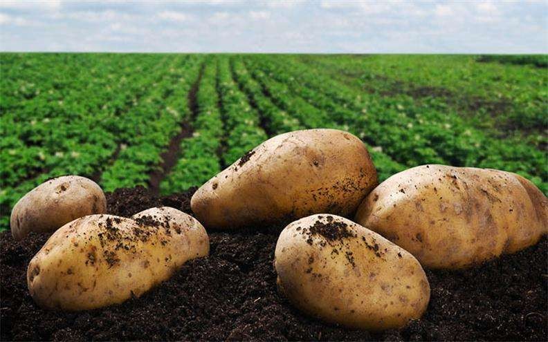 马铃薯块茎形成期及生长期如何选择肥料？看看老农怎么选！